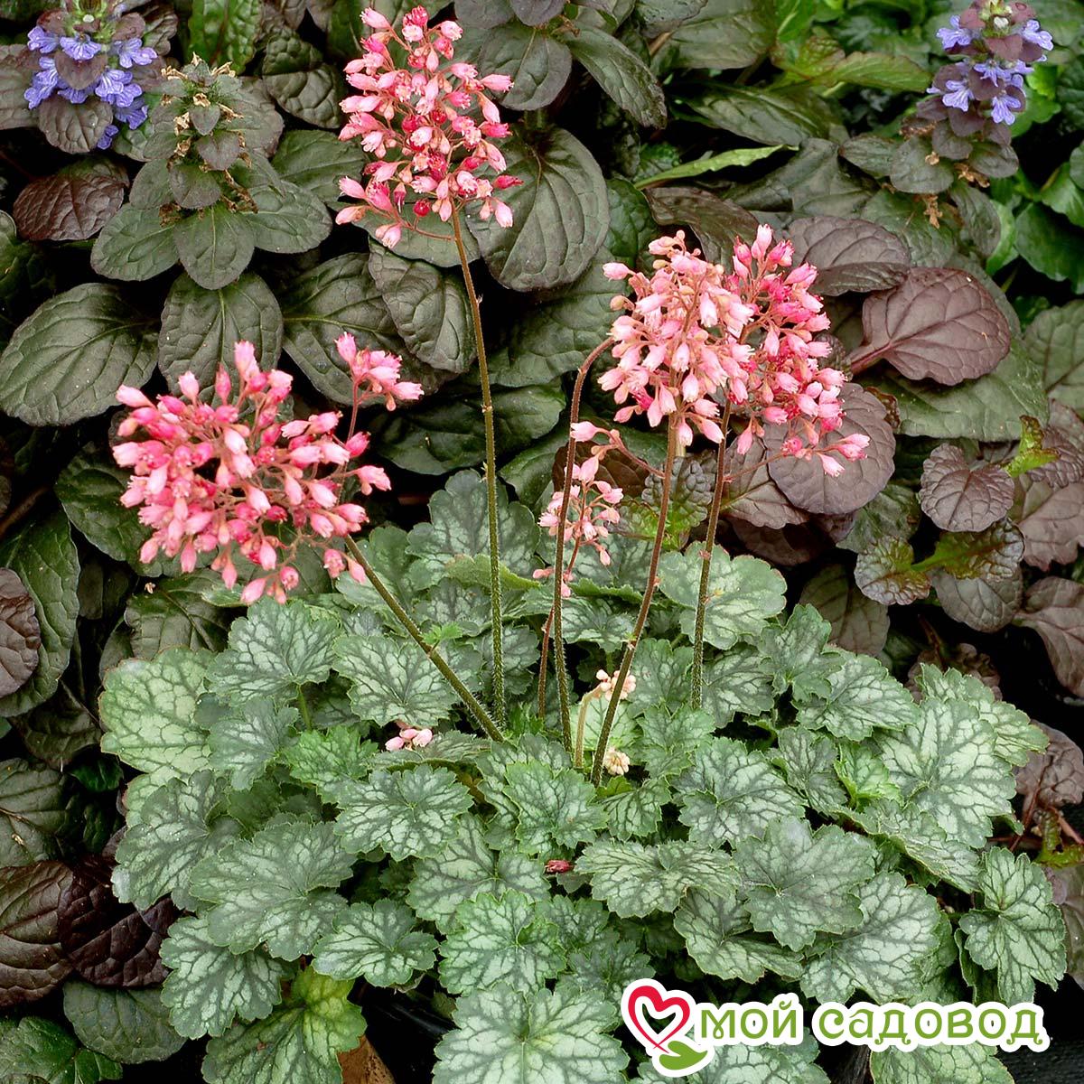 Гейхера Литтл Кьюти Пепперминт