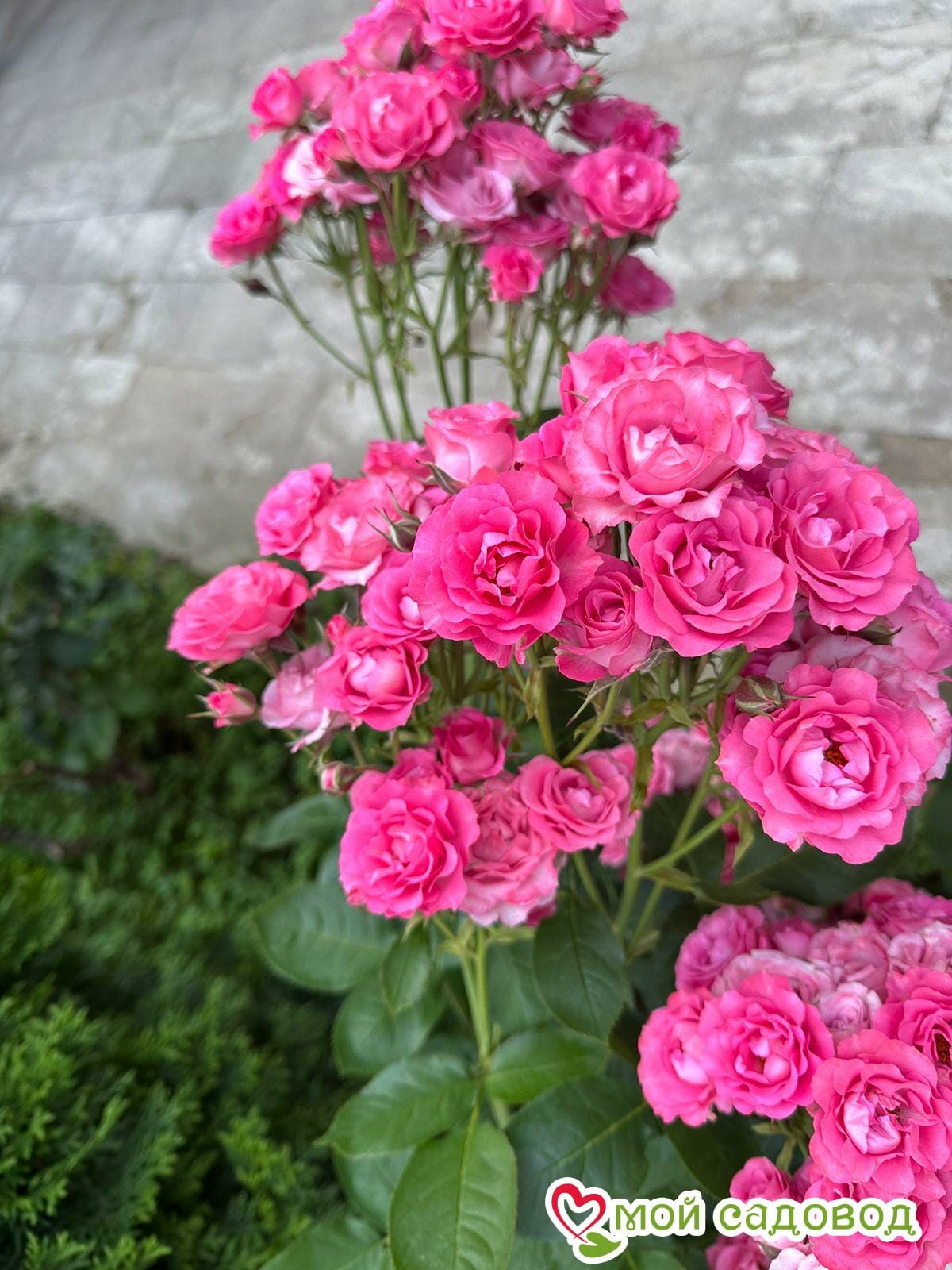 Роза Спрей розовый