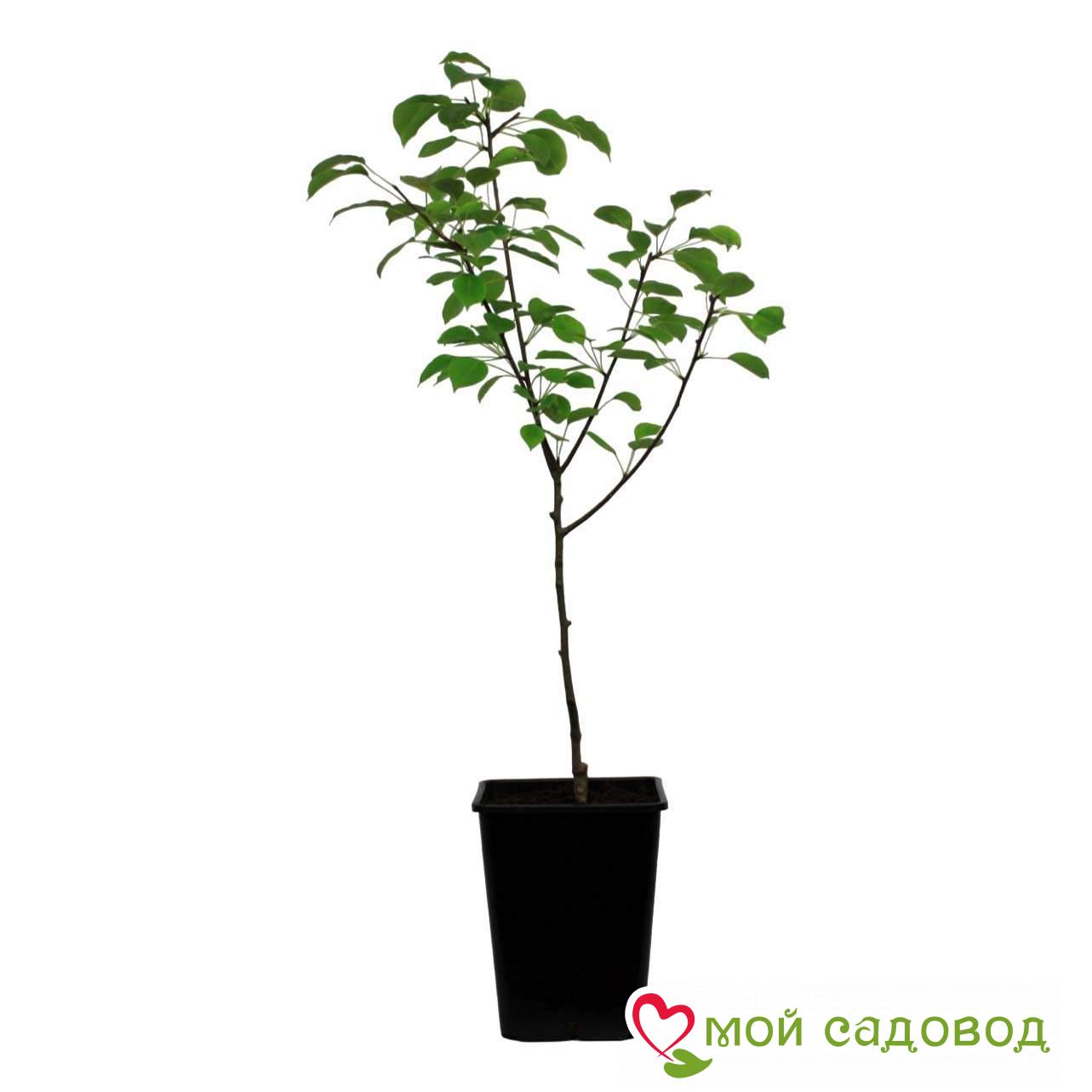 Груша Блютберн